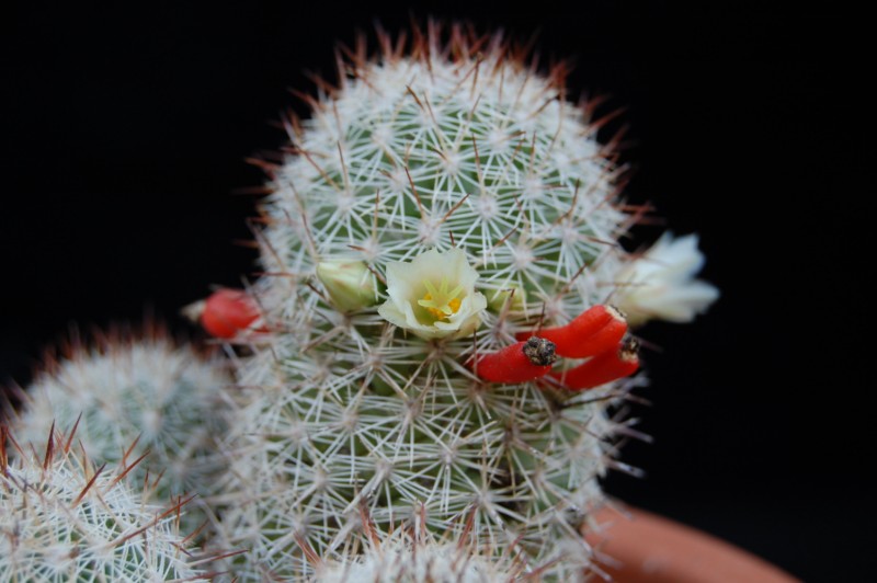 Mammillaria multidigitata 