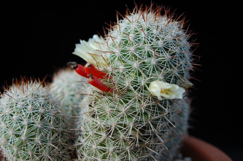 Mammillaria multidigitata 