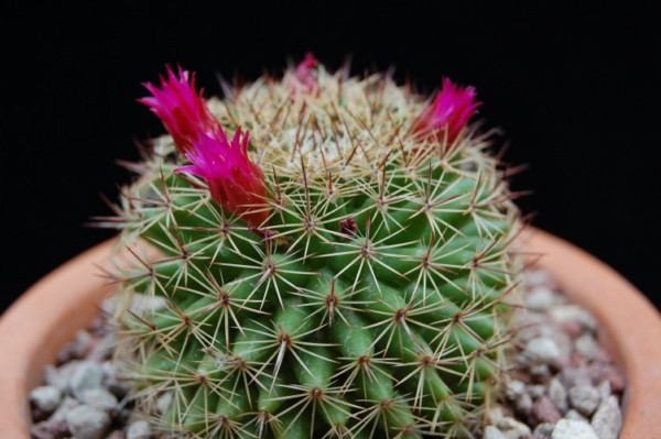 Mammillaria nunezii 