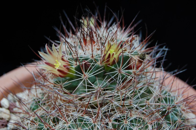 Mammillaria petrophila ssp. arida 