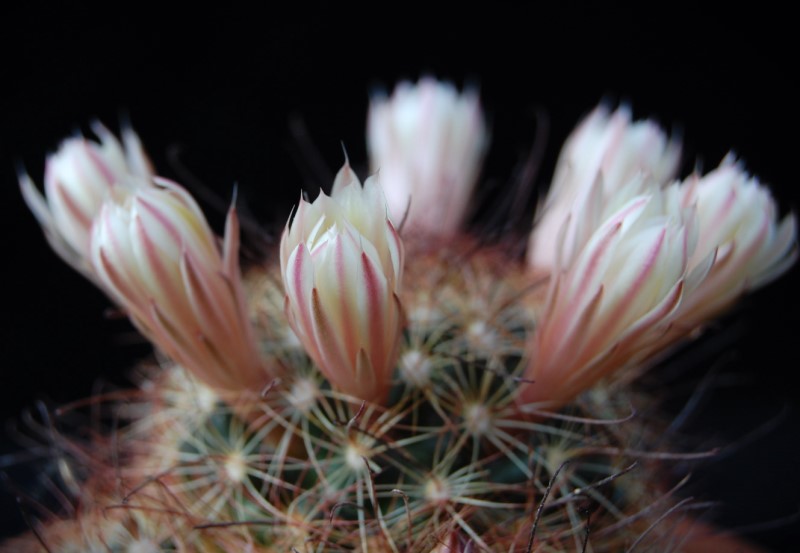 Mammillaria carretii 