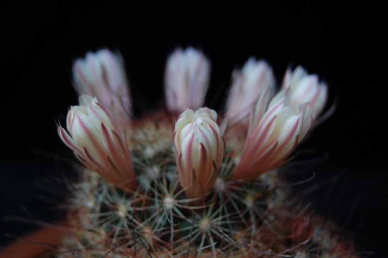 Mammillaria carretii 