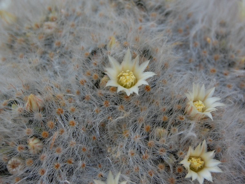 Mammillaria albicoma SB 271