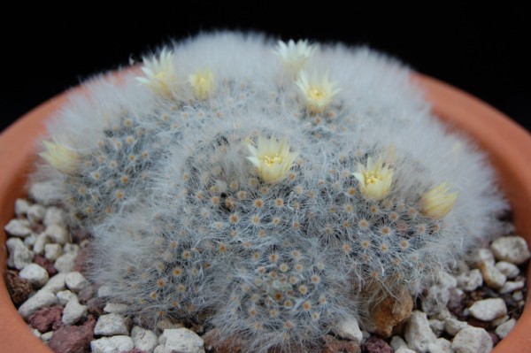 Mammillaria albicoma 