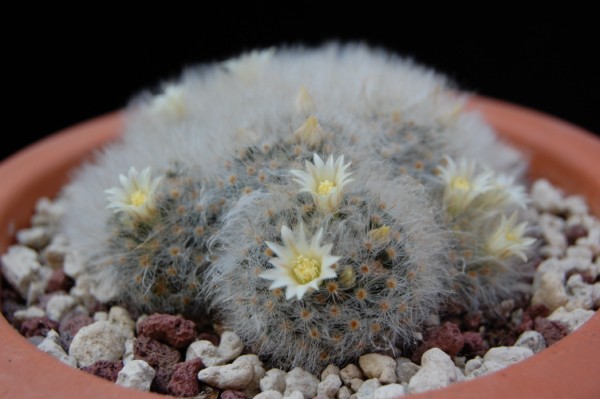 Mammillaria albicoma 