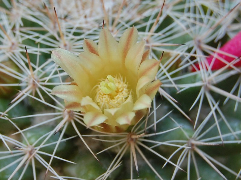 Mammillaria evermanniana 