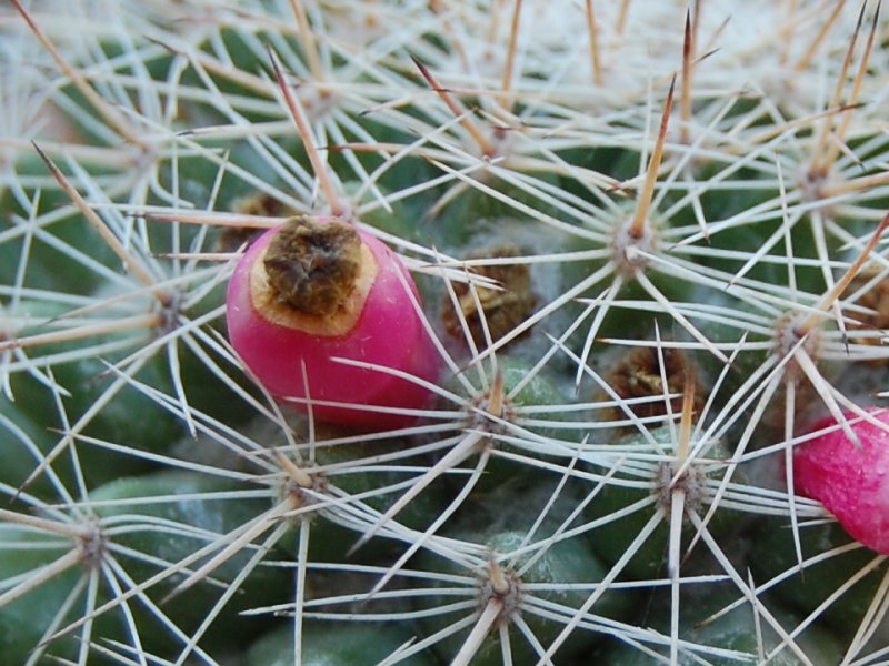 Mammillaria evermanniana 