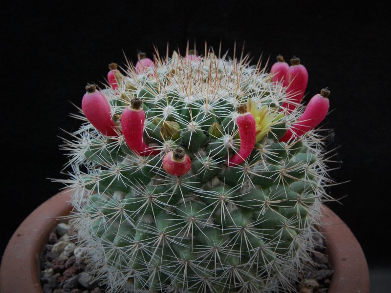 Mammillaria evermanniana 