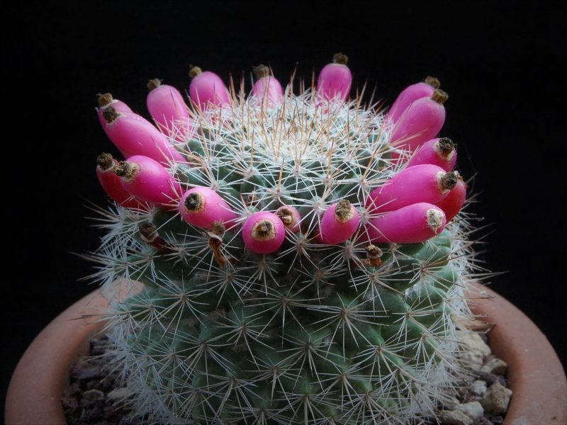 Mammillaria evermanniana 