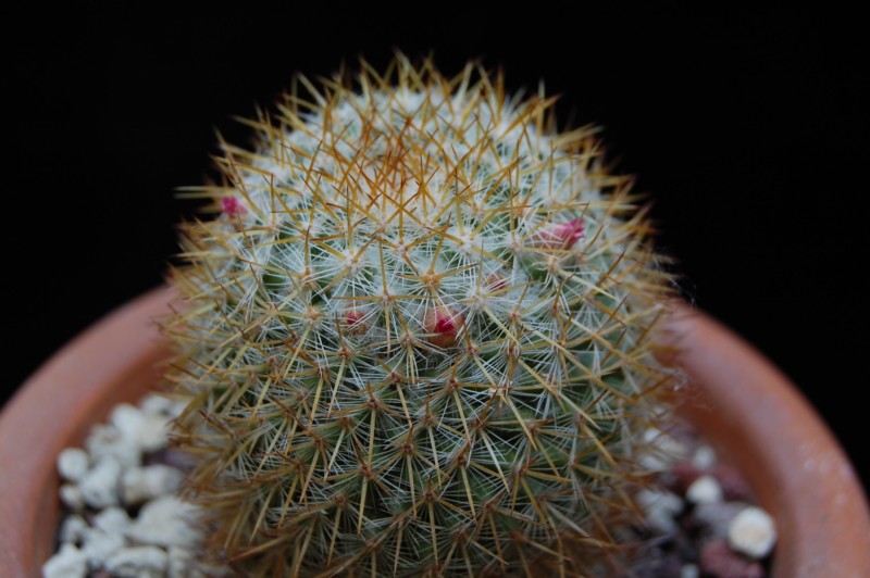 Mammillaria columbiana ssp. yucatanensis 