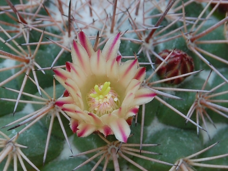 Mammillaria bellisiana LAU 1234