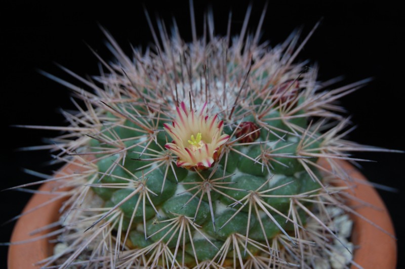 Mammillaria bellisiana LAU 1234