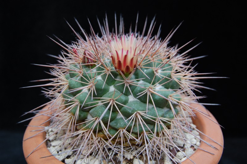 Mammillaria bellisiana LAU 1234