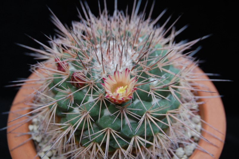 Mammillaria bellisiana LAU 1234