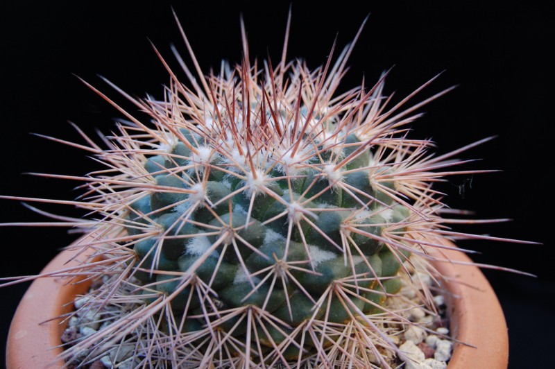 Mammillaria bellisiana LAU 1234