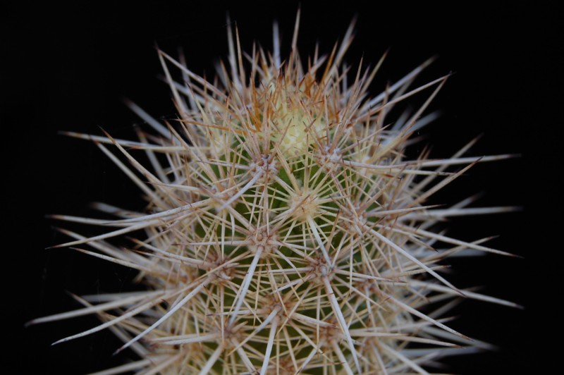 Mammillaria halei 