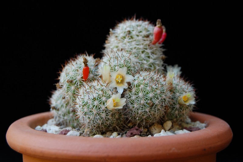 Mammillaria multidigitata 