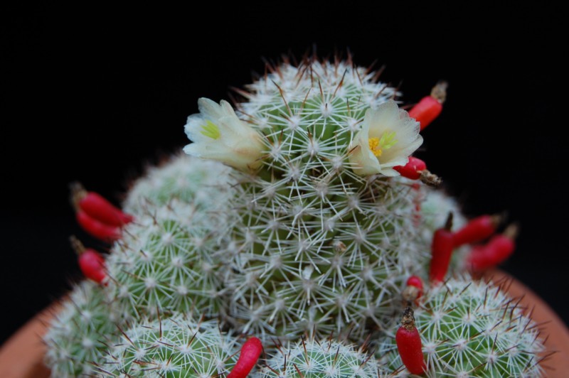 Mammillaria multidigitata 