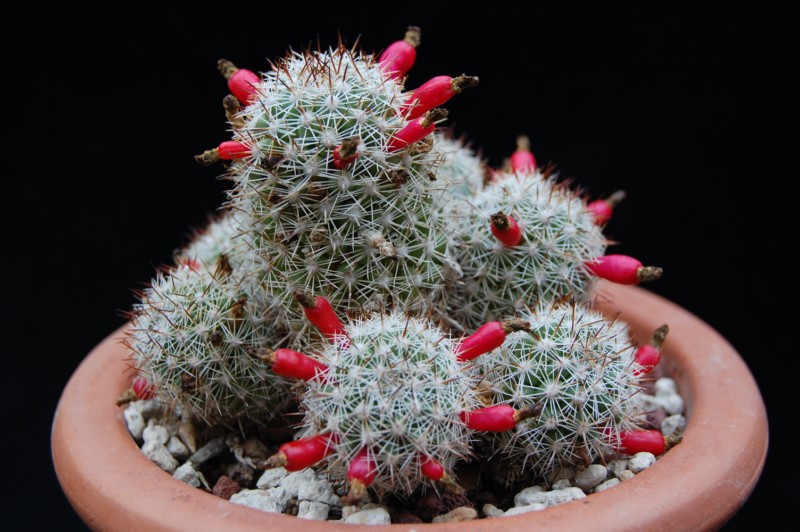 Mammillaria multidigitata 