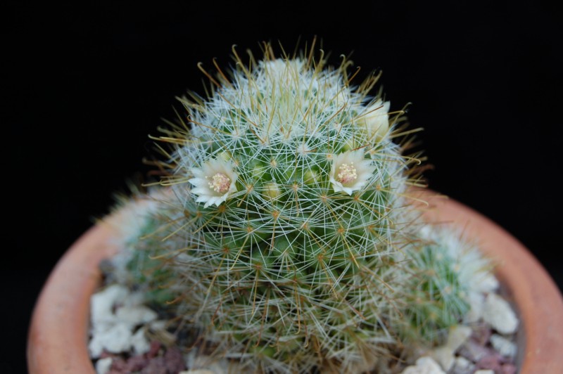 Mammillaria glochidiata v. xiloensis 