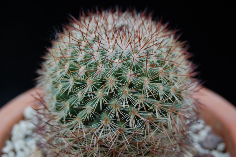 Mammillaria supraflumen REP 1609