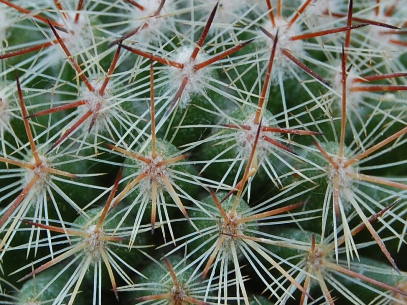 Mammillaria supraflumen REP 1609