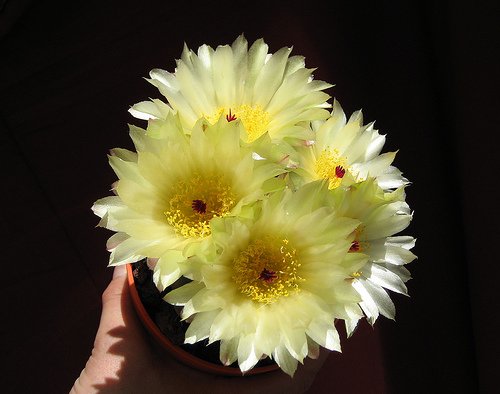 Notocactus crassigibbus 