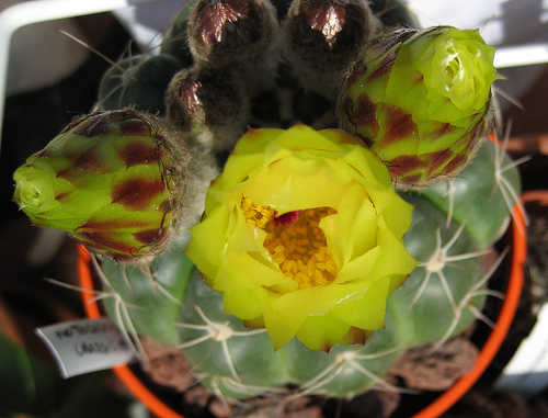 Notocactus crassigibbus 