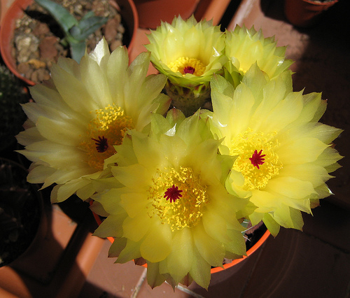 Notocactus crassigibbus 