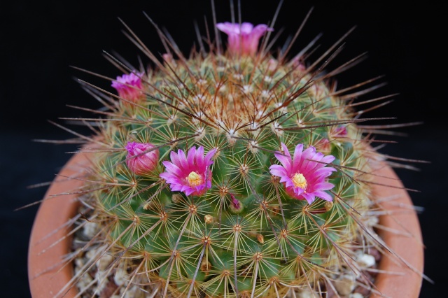 mammillaria cv ginsa-maru 