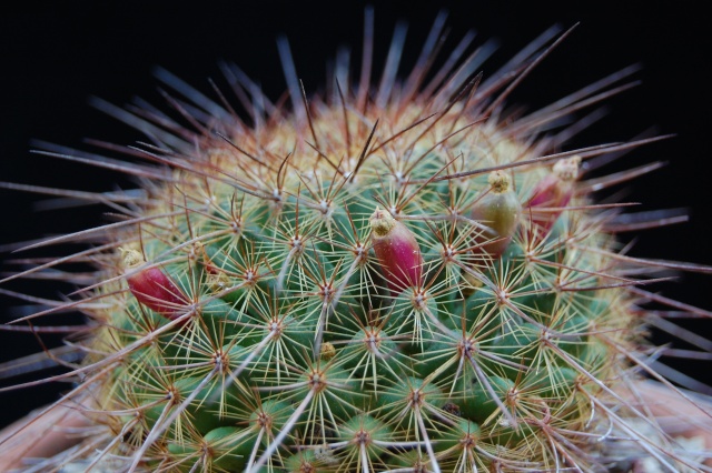 mammillaria cv gisa-maru 