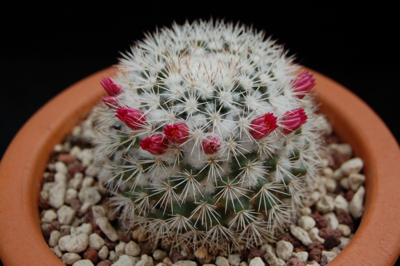 Mammillaria tayloriorum 