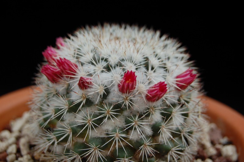 Mammillaria tayloriorum 