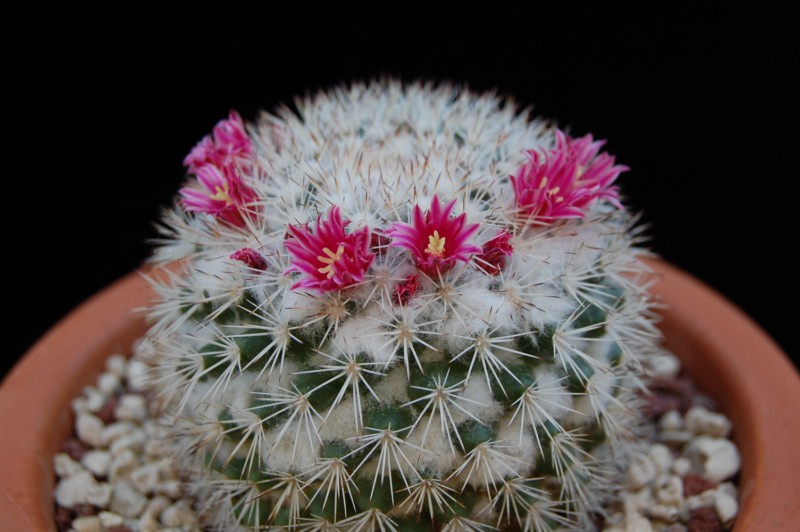 Mammillaria tayloriorum 