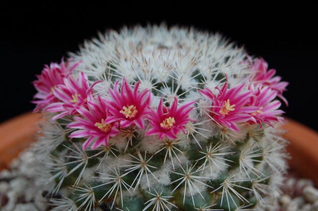 Mammillaria tayloriorum MG 921.8