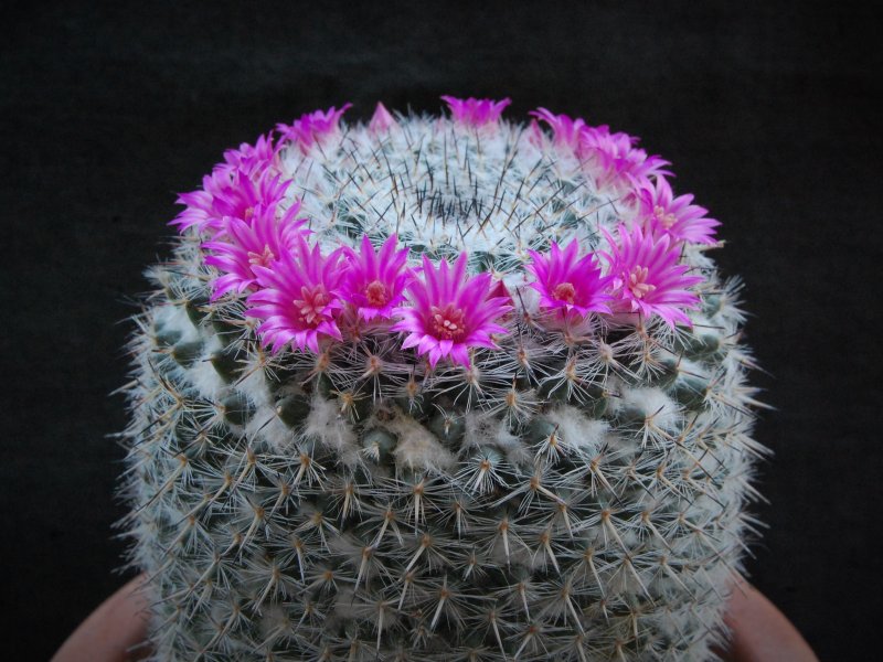 Mammillaria hahniana v. werdermanniana 