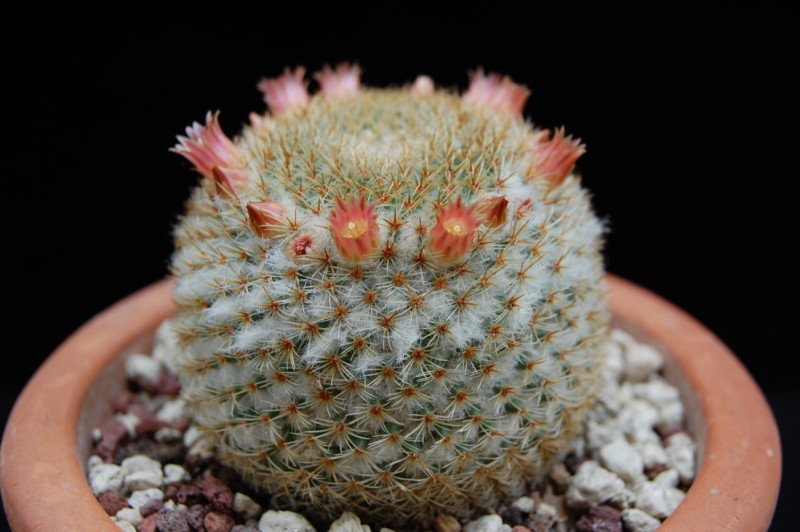 Mammillaria aff. flavicentra P 323