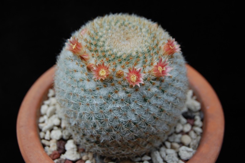 Mammillaria aff. flavicentra P 323