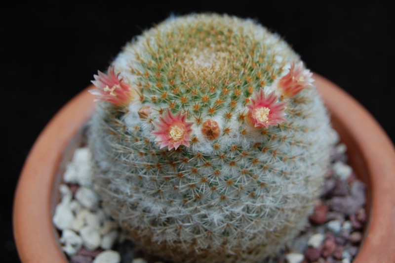 Mammillaria aff. flavicentra P 323