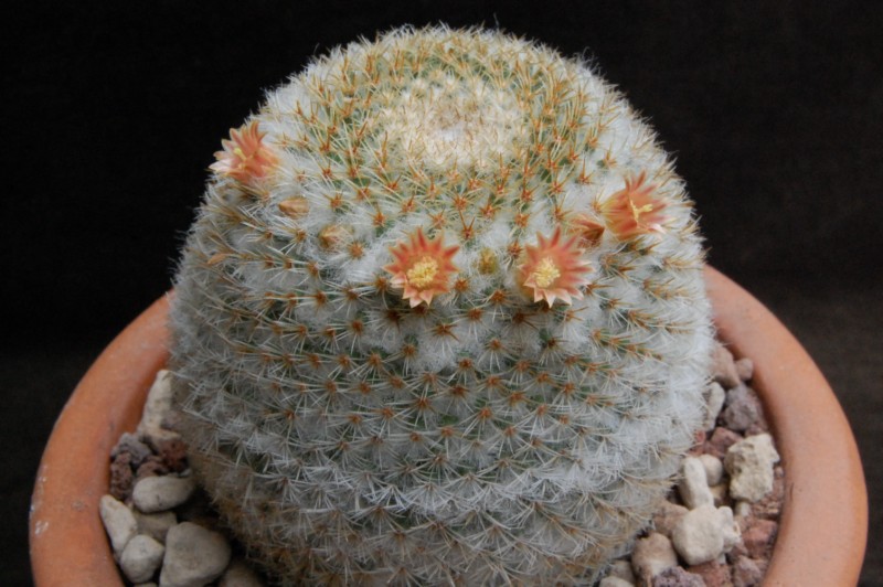 Mammillaria aff. flavicentra P 323