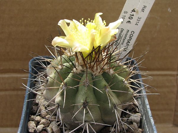 Copiapoa montana 