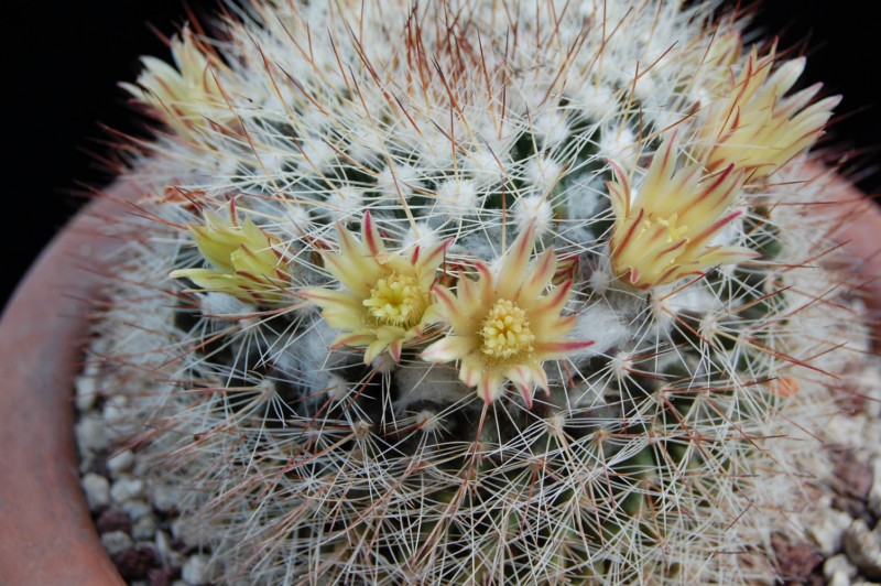 Mammillaria petrophila ssp. baxteriana 