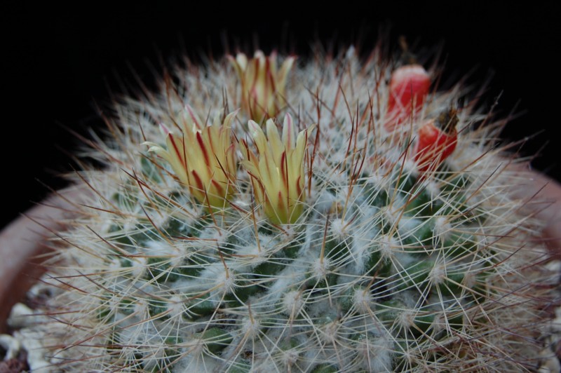 Mammillaria petrophila ssp. baxteriana 