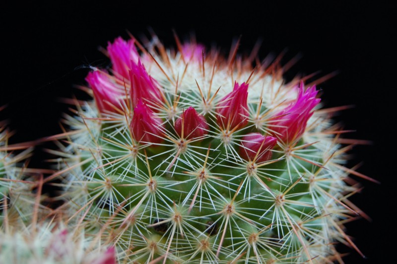 Mammillaria kladiwae 