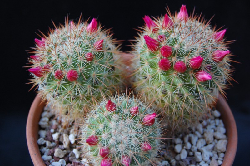 Mammillaria kladiwae 