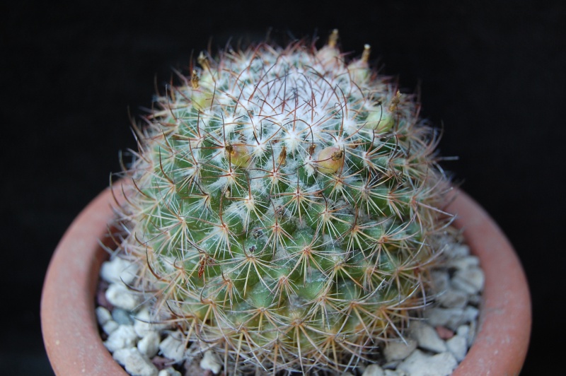 Mammillaria bonavitii REP 904