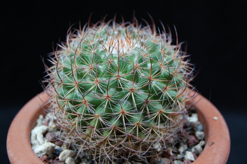 Mammillaria bonavitii REP 904