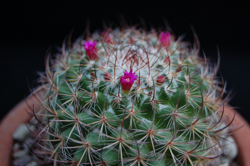 Mammillaria bonavitii REP 904