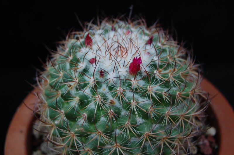 Mammillaria bonavitii 