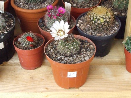 Gymnocalycium ? 